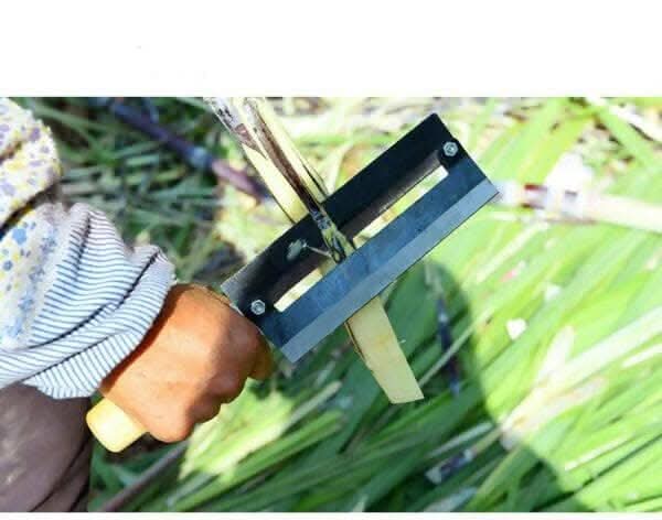 P-Plus International Sugarcane & Pineapple Peeling Knife (26 x 6 cm)